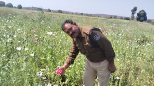 **तेजगढ़ में 5 एकड़ में अवैध अफीम की खेती का भंडाफोड़**