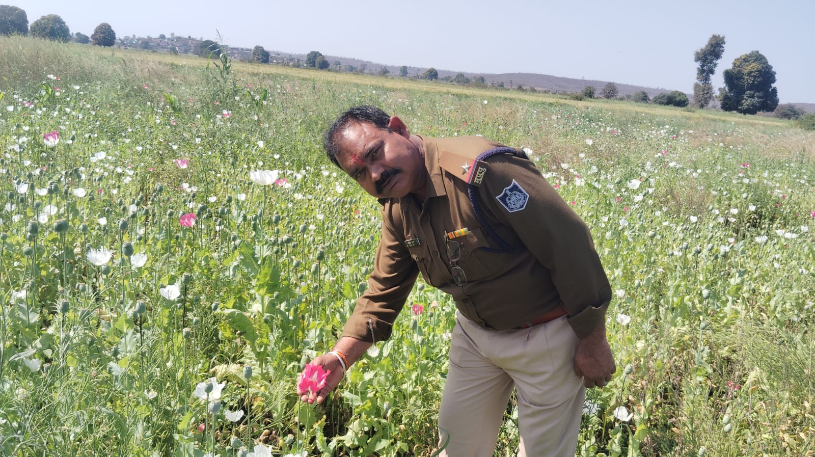 **तेजगढ़ में 5 एकड़ में अवैध अफीम की खेती का भंडाफोड़**