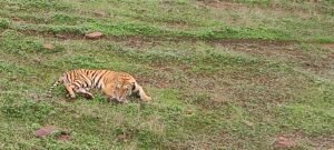 *वीरांगना दुर्गावती टाइगर रिजर्व में वनकर्मी पर हमले के मामले में बाघ शावक की पहचान दोनों घटनाओं के बाघ अलग-अलग*