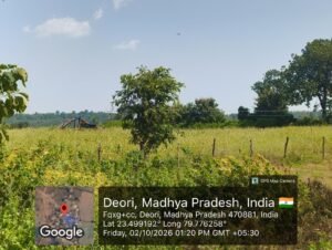 *गिरदावरी में बड़ा फर्जीवाड़ा? खेत में मक्का, रिकॉर्ड में धान खाली जमीन पर भी दर्ज फसल*